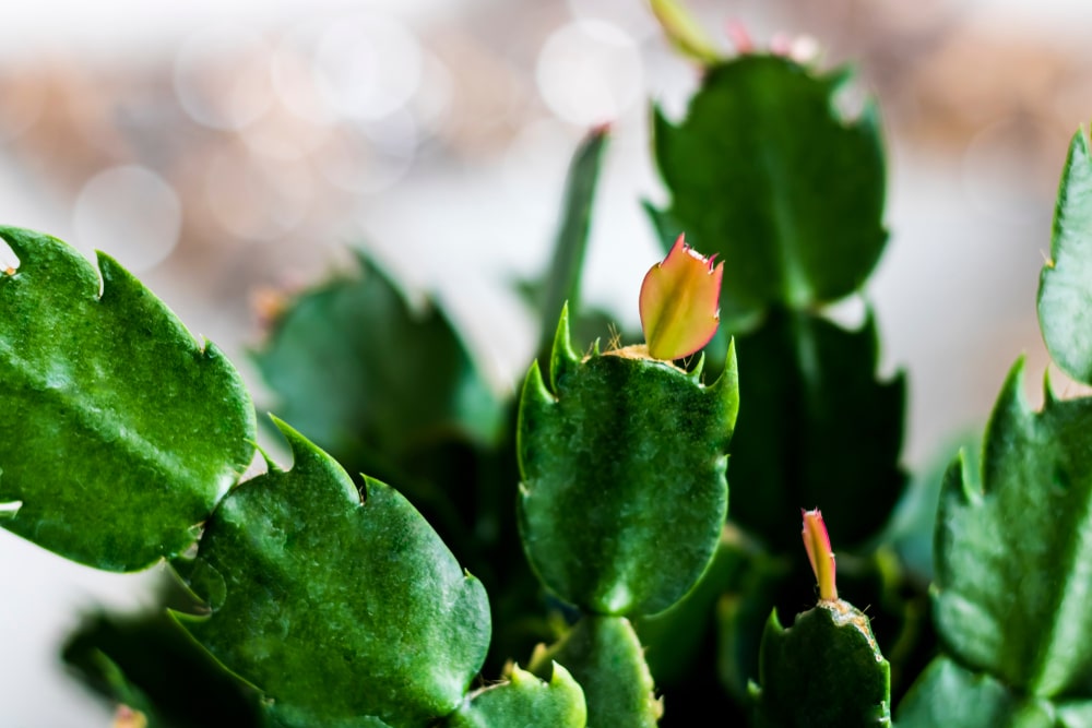 why is my christmas cactus dropping leaves