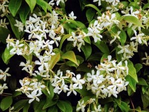 What Does Jasmine Flower Symbolize?