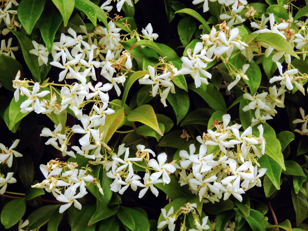 confederate jasmine