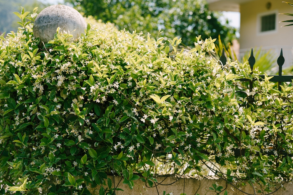 confederate jasmine