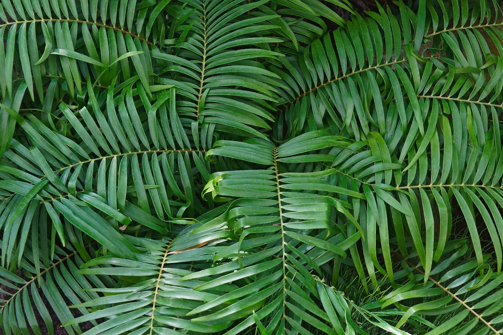 coontie palm