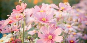 Leggy Cosmos Seedlings