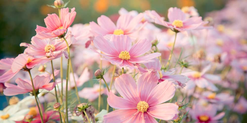 Leggy Cosmos Seedlings