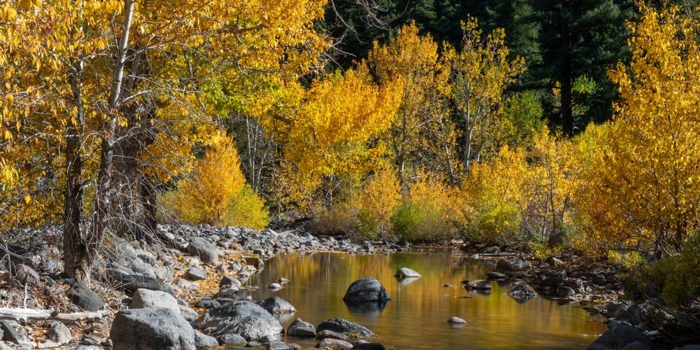 Cottonwood Trees in Maine