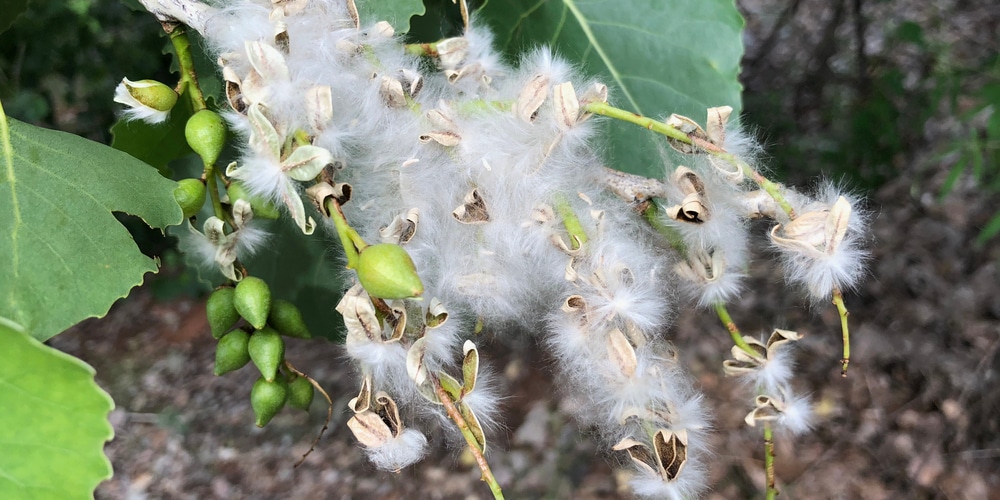 Cottonwood Trees in Maine