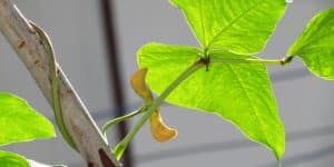 do cowpeas need a trellis