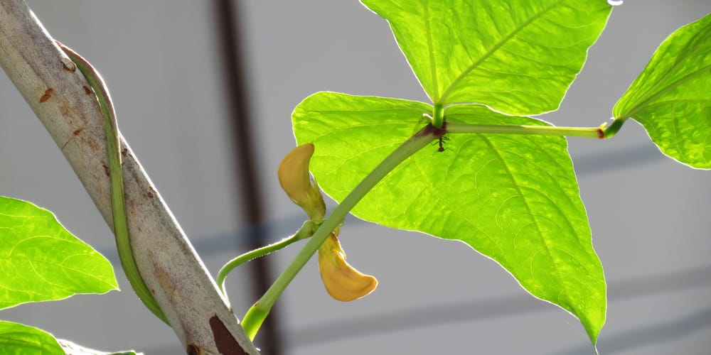 do cowpeas need a trellis