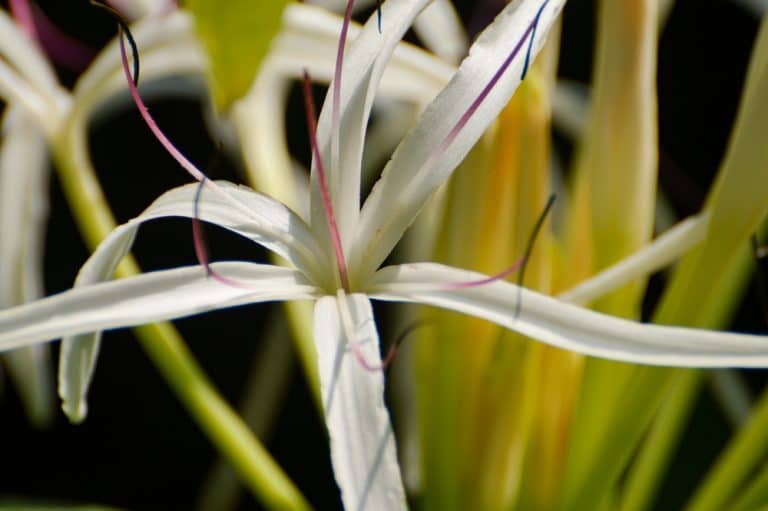 Crinum Lily Care Everything You Need to Know GFL Outdoors