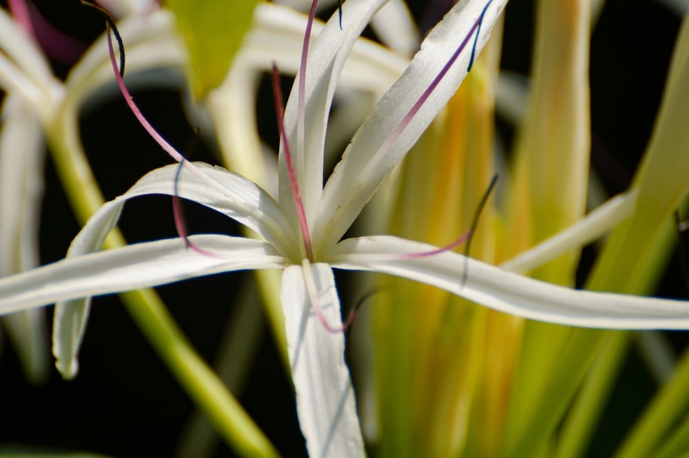 crinum lily