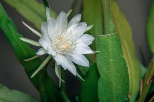 curly orchid cactus