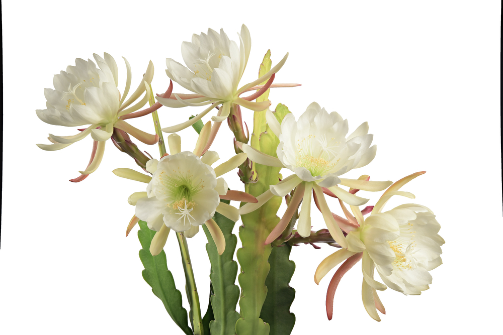 Why Do Cactus Flowers Die So Quickly? 