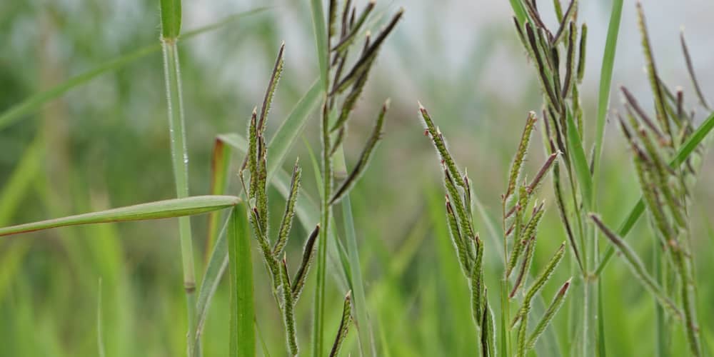 Dallisgrass Killer