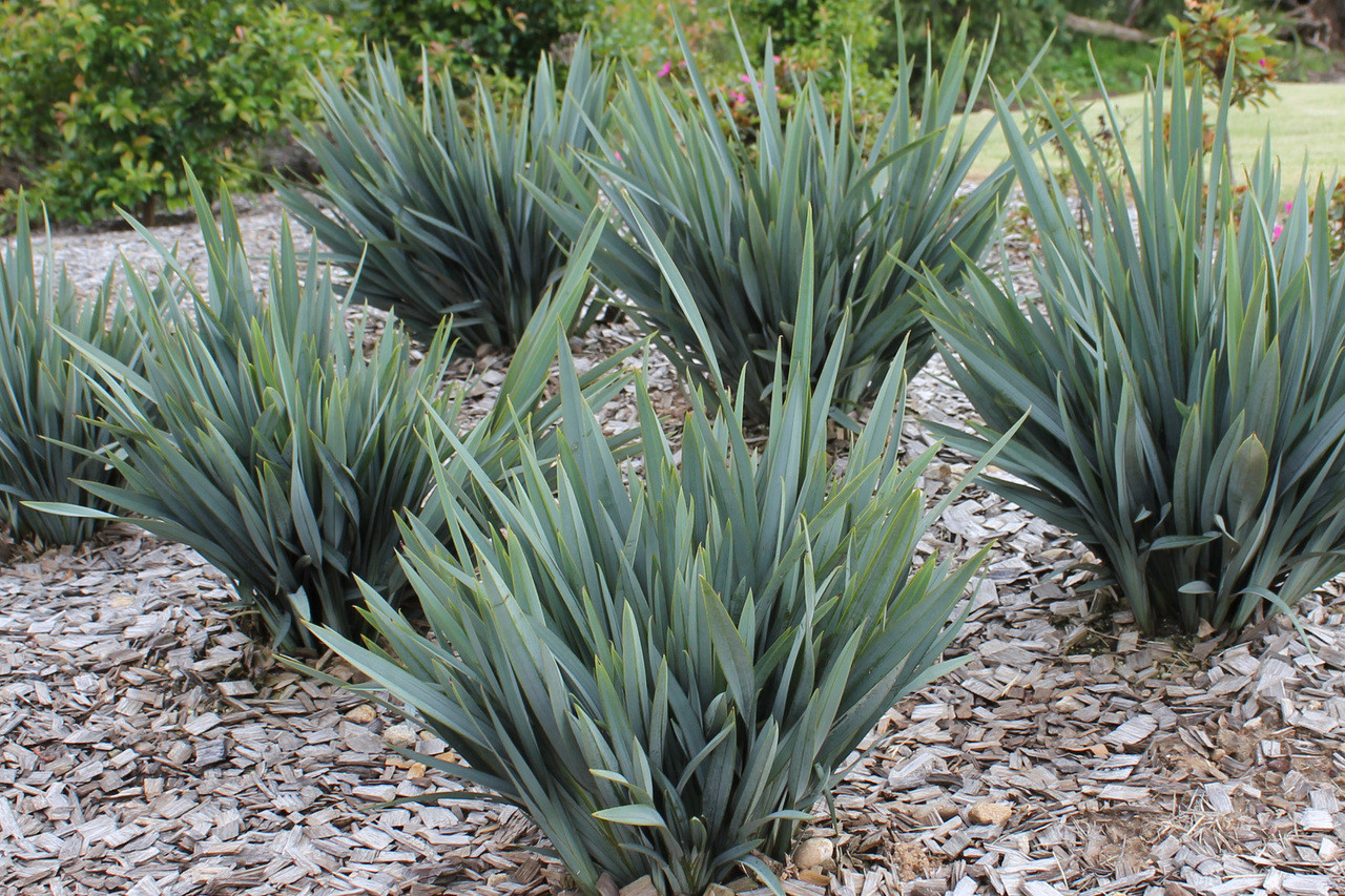 dianella clarity blue