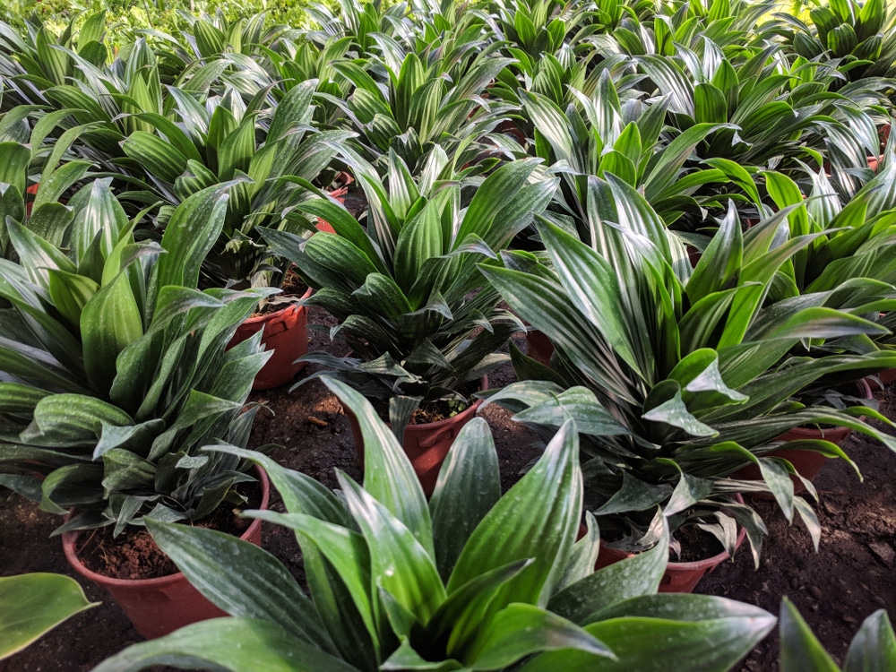 Dracaena Plant Types