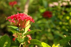 dwarf ixora