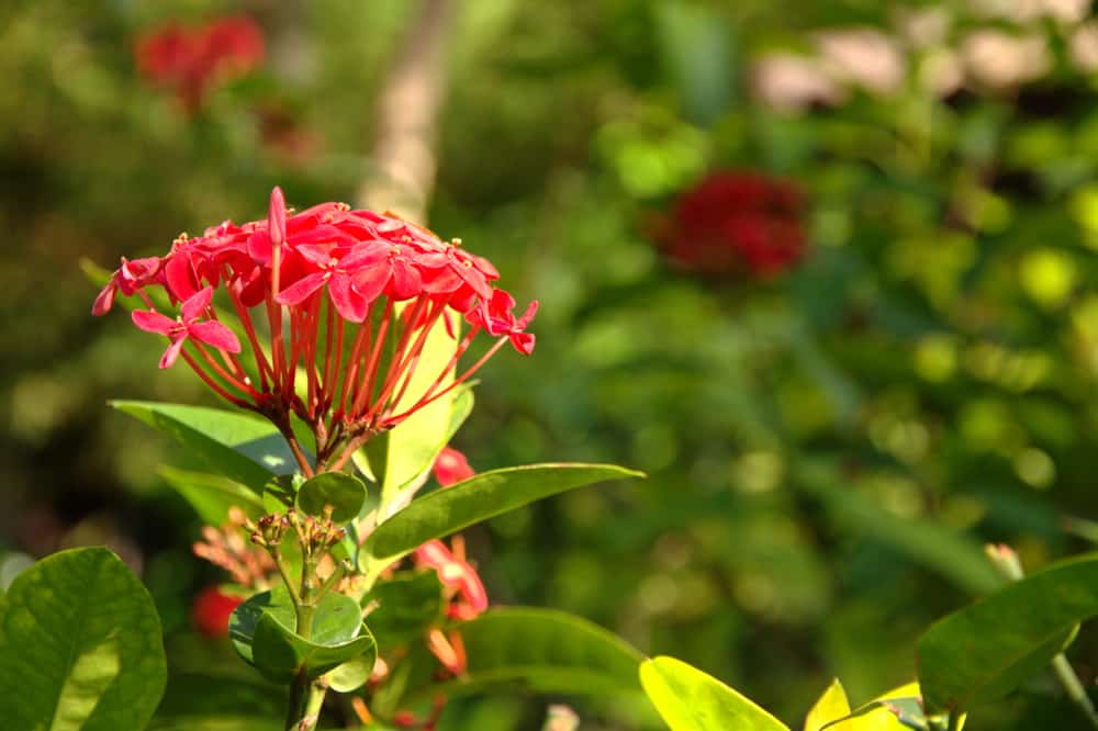 dwarf ixora