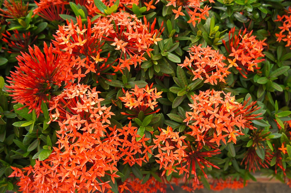 dwarf ixora