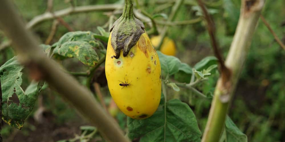 eggplant turning yellow