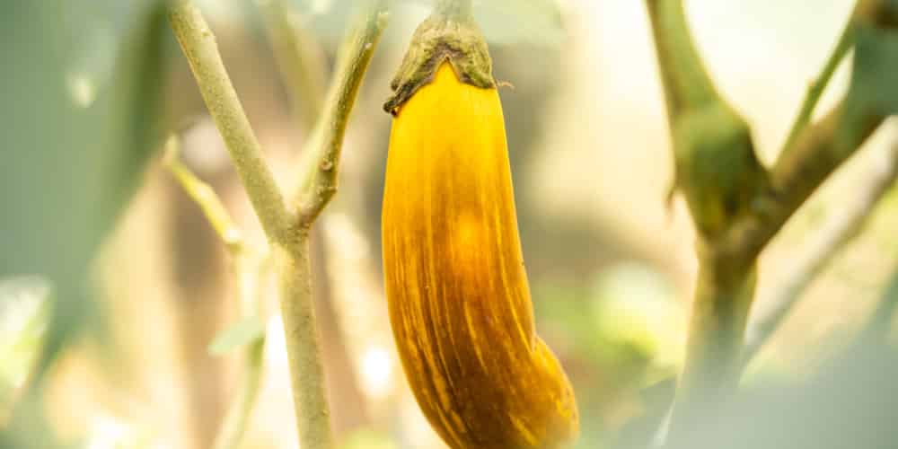 eggplant turning yellow