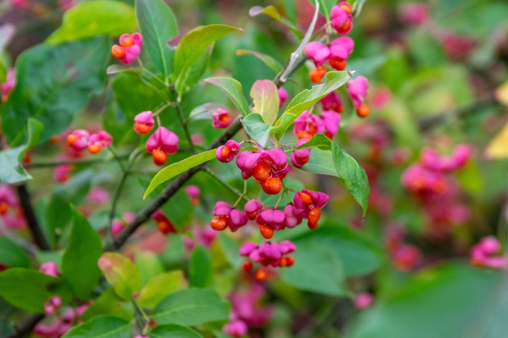 euonymus leaves dropping off