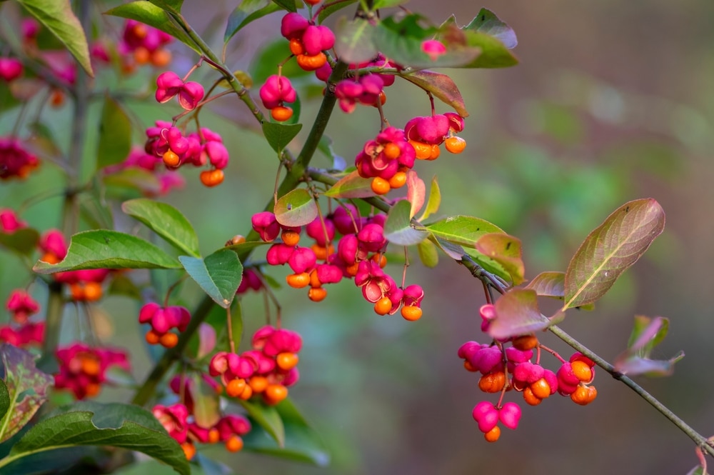 euonymus leaves dropping off