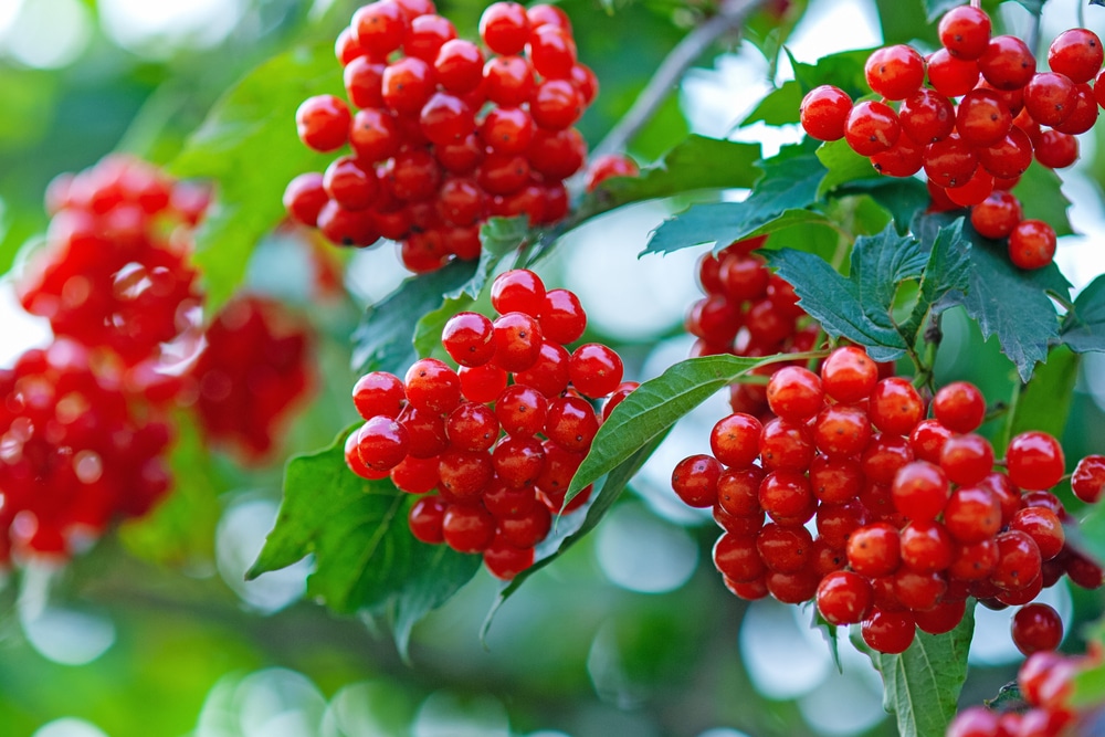 european cranberry bush