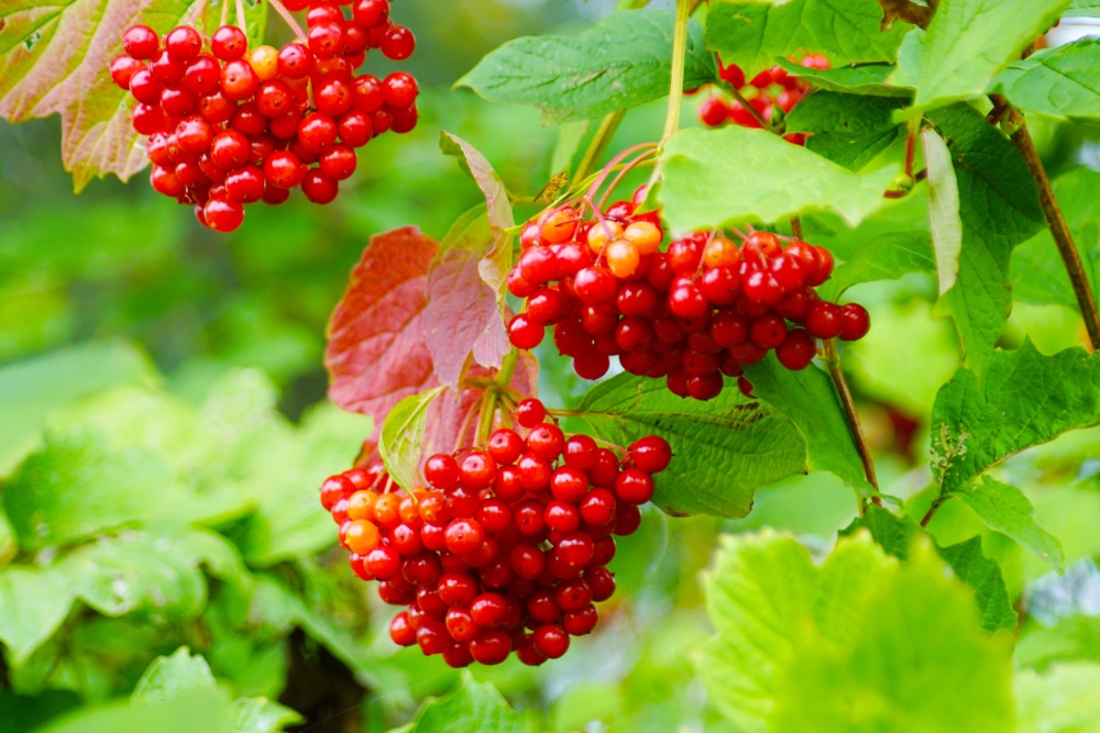 european cranberry bush