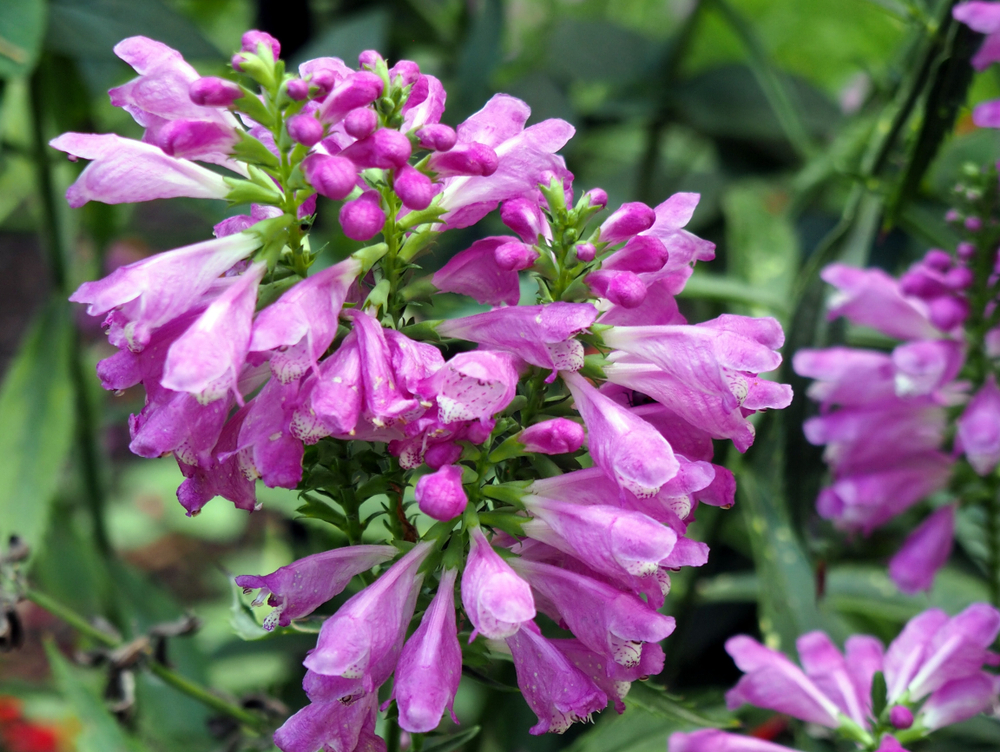 fall obedient plant