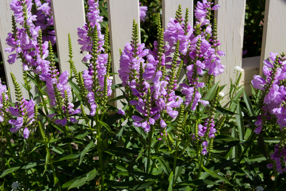 fall obedient plant