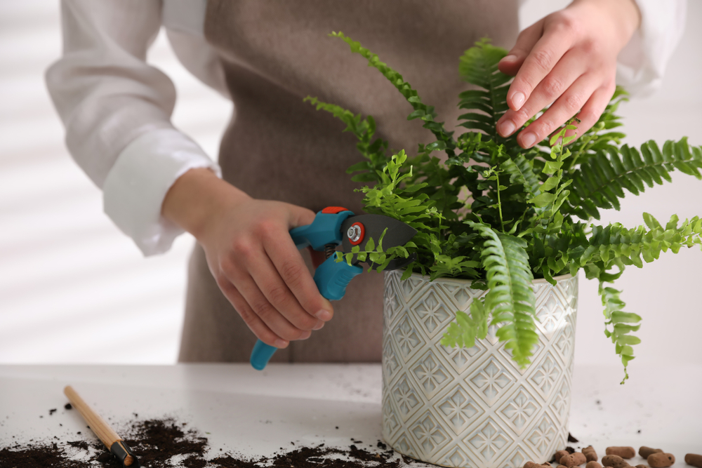 can you root fern cuttings in water