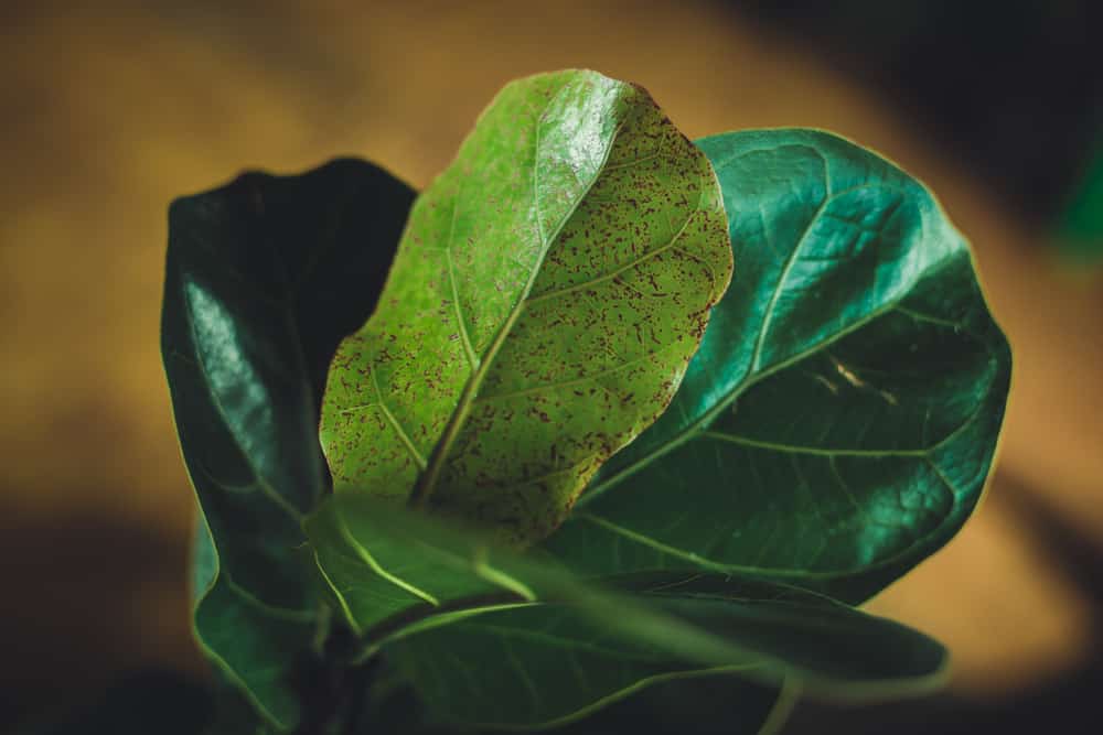 fiddle leaf fig brown edges