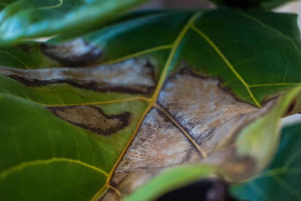fiddle leaf fig brown edges