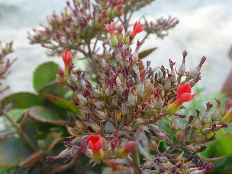 Flaming Katy How to Take Care and Propagate GFL Outdoors