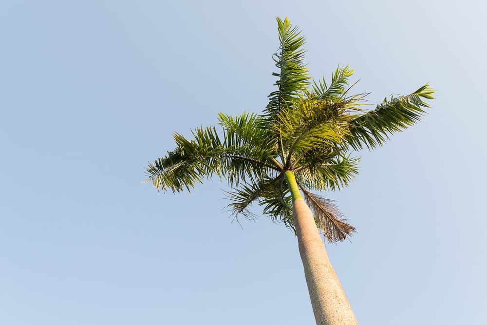 how fast do palm trees grow in florida