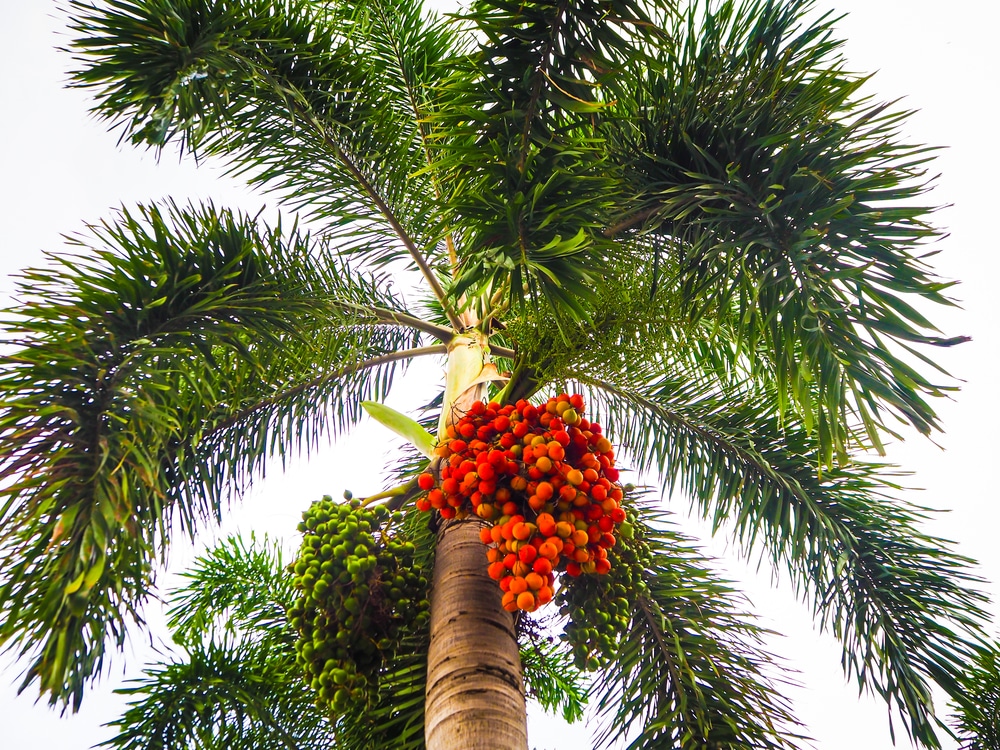 palm tree leaves turning white