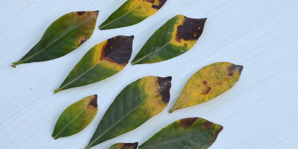 gardenia leaves turning yellow