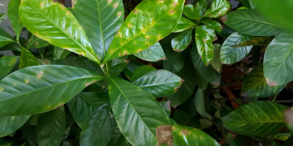 gardenia leaves turning yellow