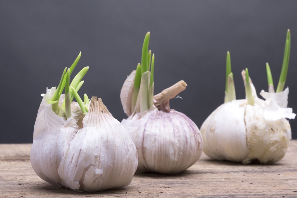 What Animals Eat Garlic?
