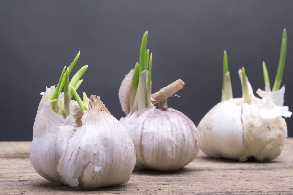 my garlic is sprouting can i plant it