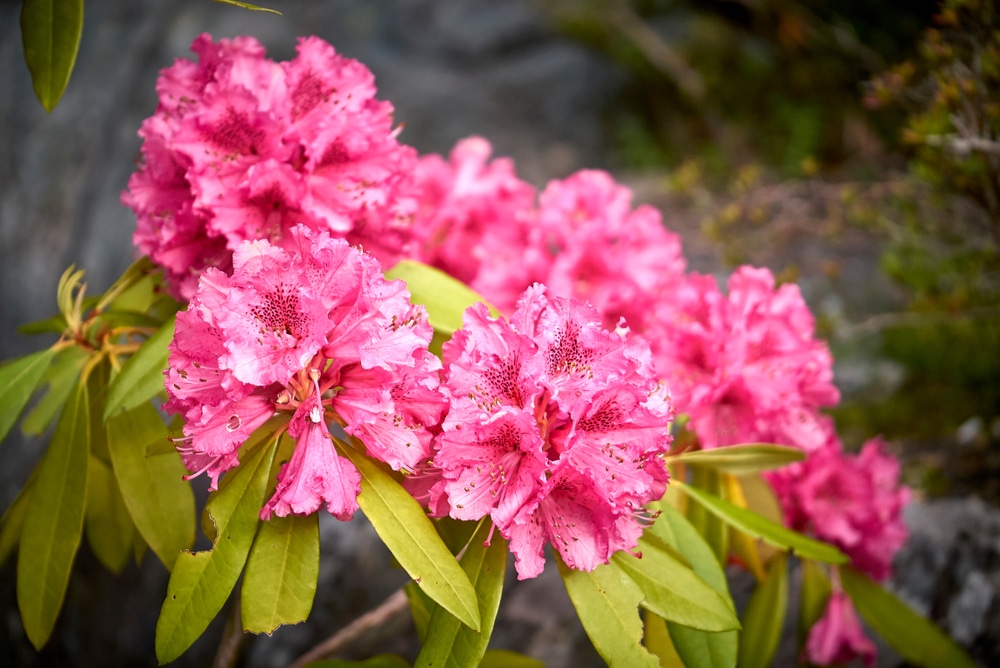 girard crimson azalea