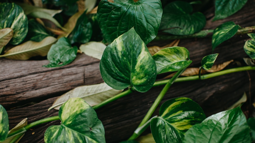 Can Pothos Be in Direct Sunlight?