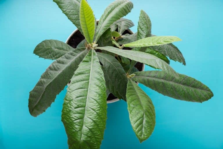 Growing Loquat Trees in Pots Everything You Need to Know