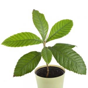 growing loquat trees in pots