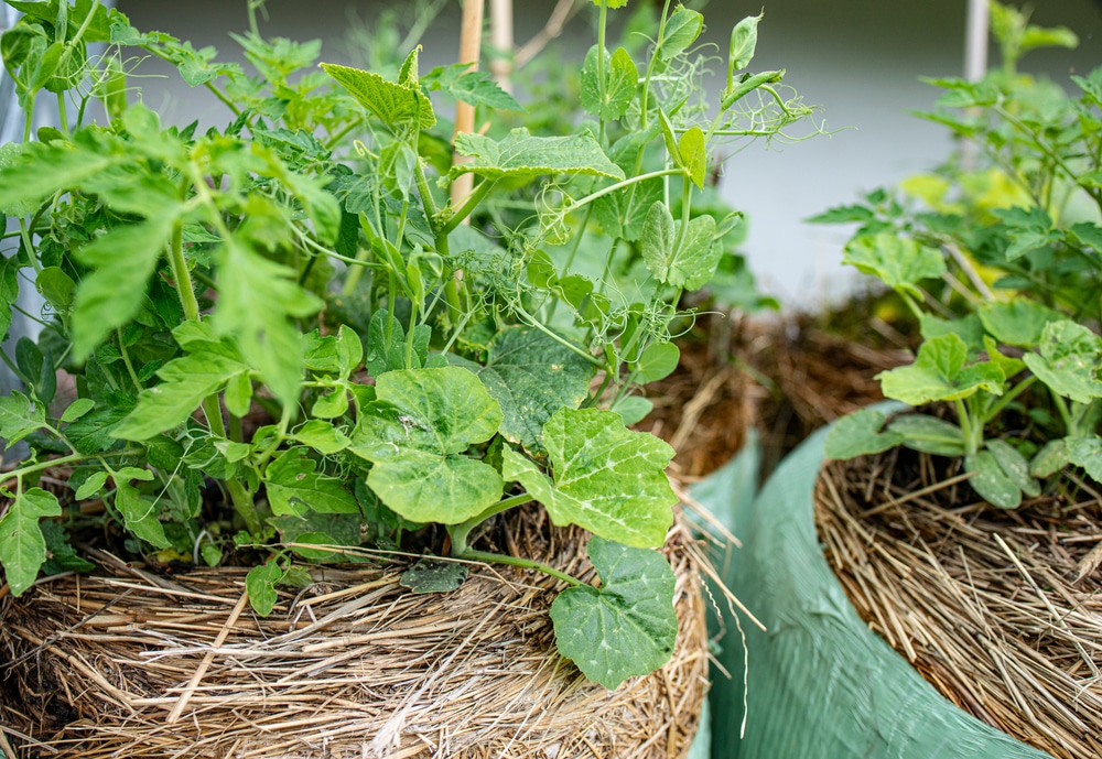 growing tomatoes in straw bales