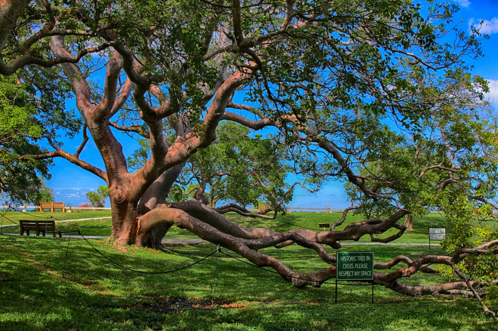 gumbo limbo tree