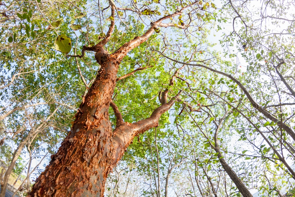 gumbo limbo tree