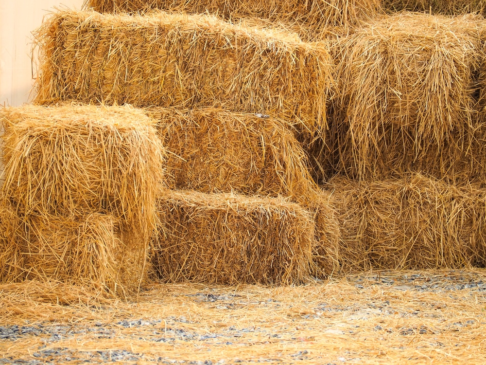 hay vs straw