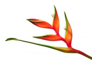 heliconia