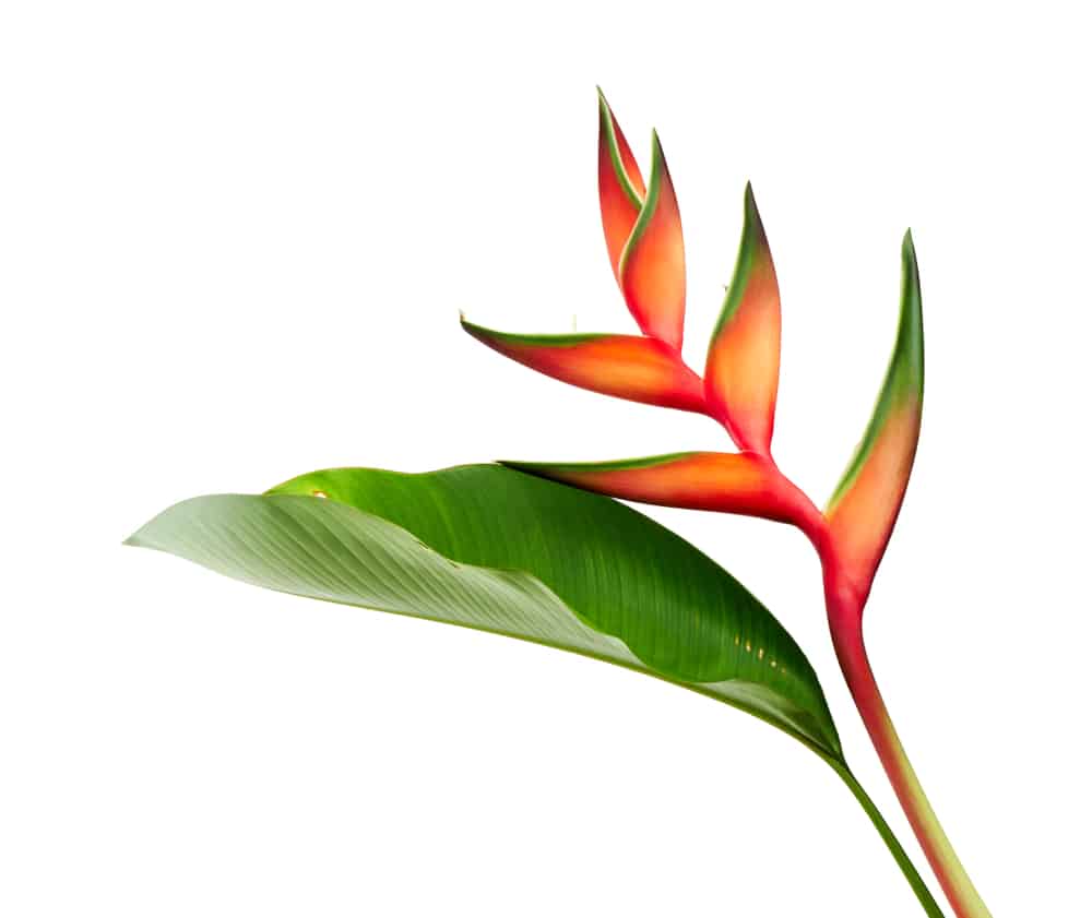 heliconia