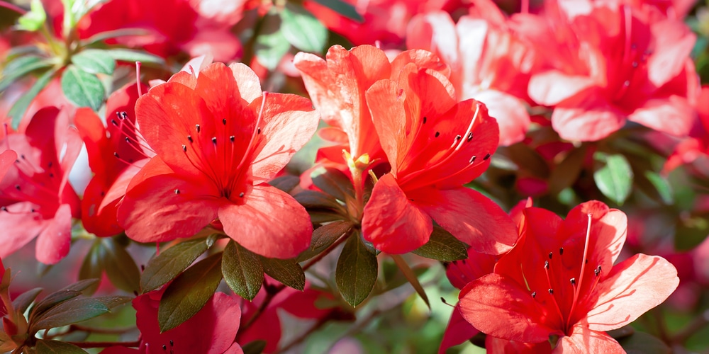 Spring Flowers in Georgia